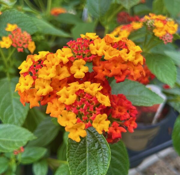 Lantana | Bremec Garden Centers